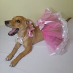 Tutus para Mascotas